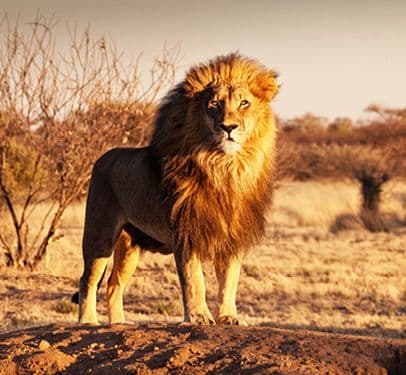 A lion travelling in a game park in Africa