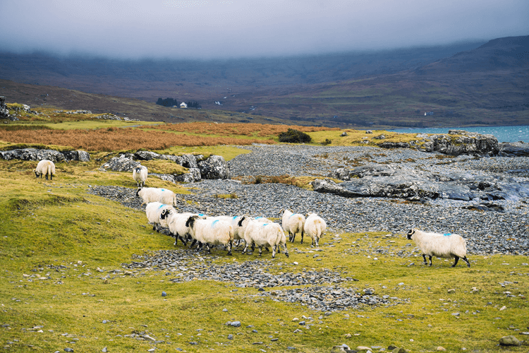 Sheep in the Scottish Highlands