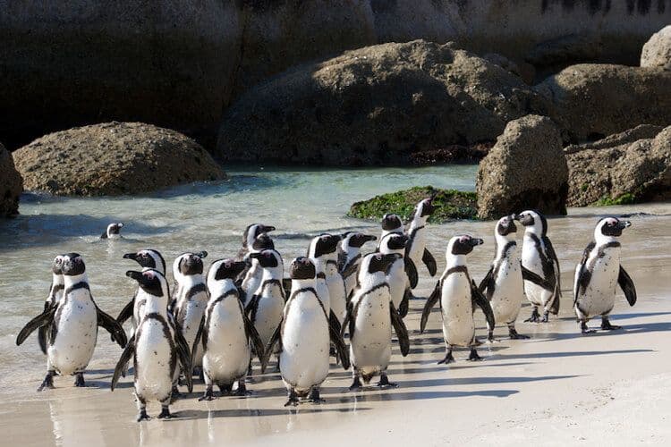 Penguins at Boulder Beach in Cape Town, South Africa.