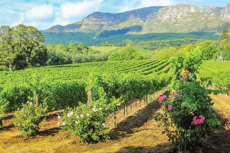 Rows of vines in Stellenbosh, Cape Wine Region, South Africa.