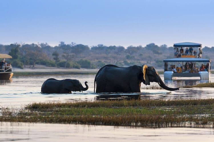 Elephants in the water of the Zambezi River near South Africa.