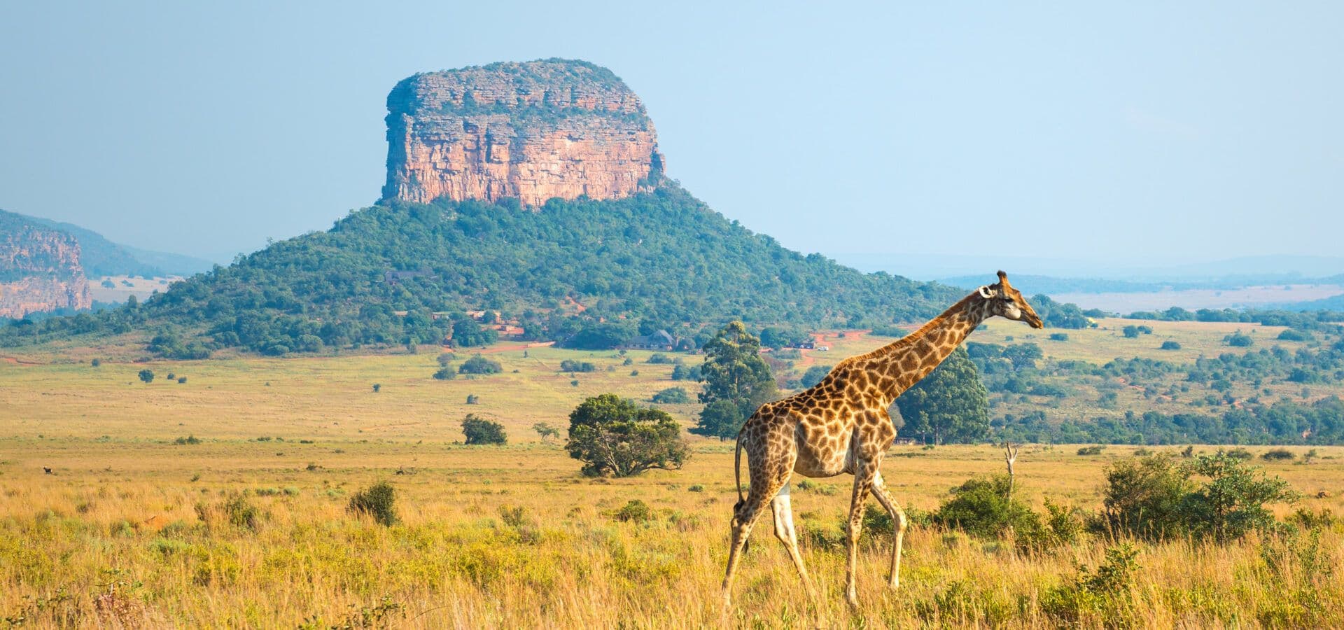 Giraffe travelling across the wild of South Africa travel africa