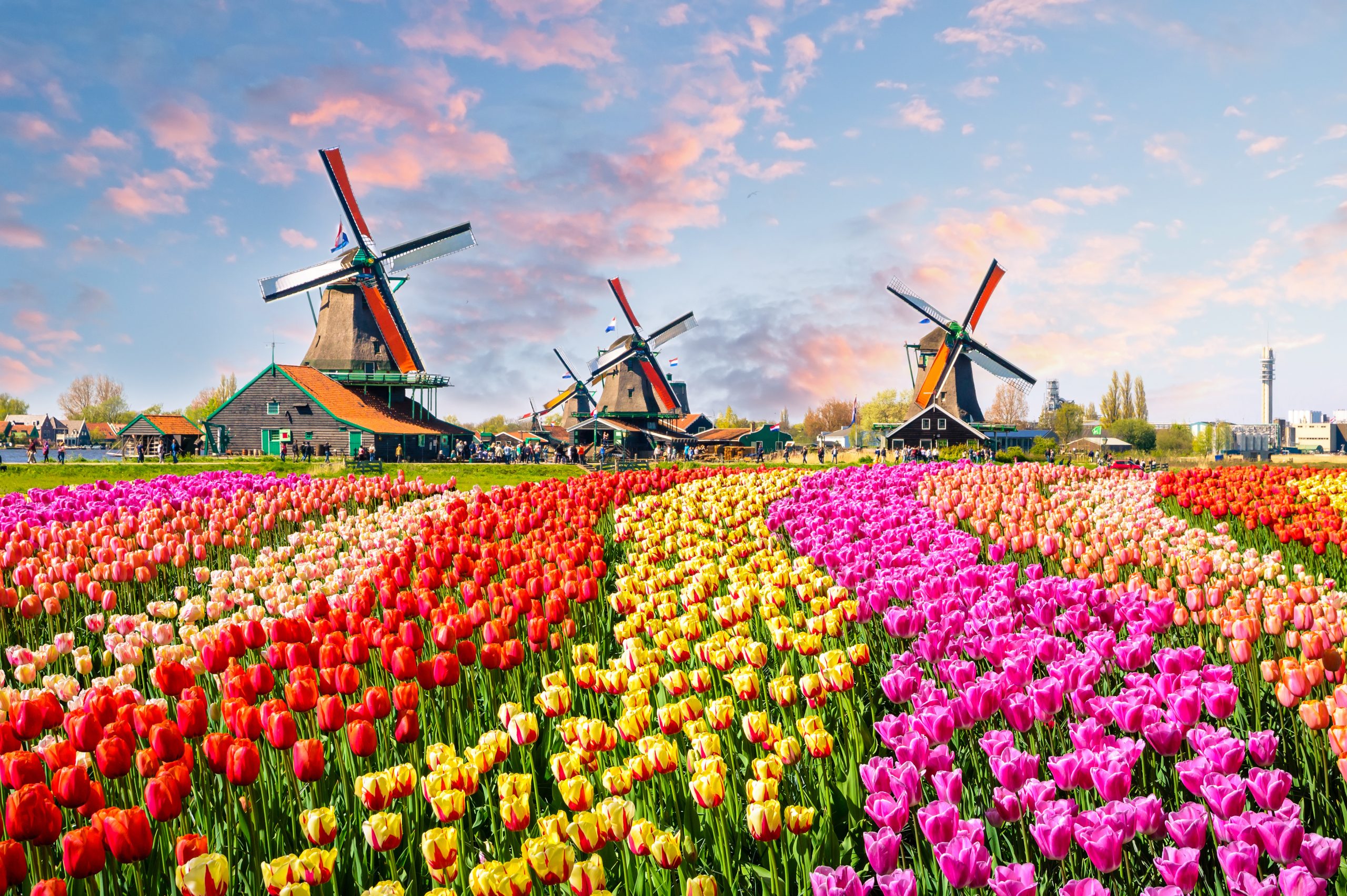 Windmills and tulips in the Keukenhof Gardens in the Netherlands