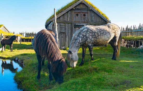 Horse and Viking History in Iceland