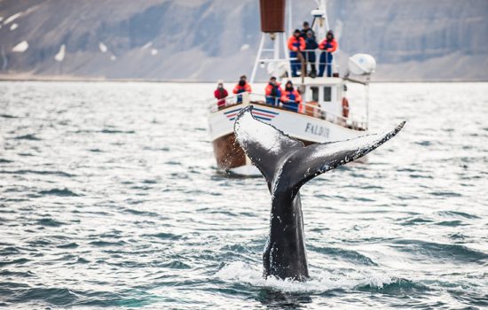 Whale watching in the waters off Iceland