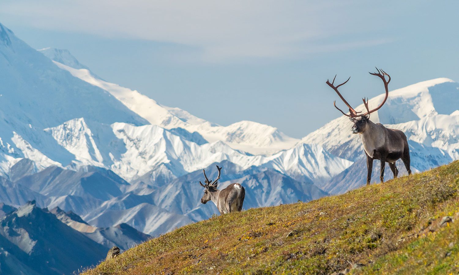 Mooses is the hills of the Yukon